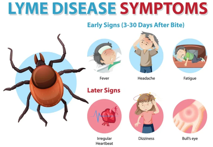 Understanding Lyme Disease: Causes, Risks, Prevention, and Safety Tips in the U.S.